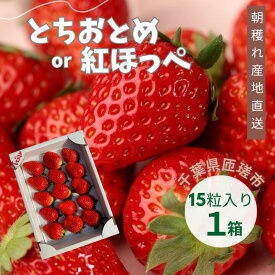 【ふるさと納税】産地直送　匝瑳市産いちご　15粒入り ／ いちご 苺 イチゴ ストロベリー とちおとめ 紅ほっぺ 果物 フルーツ 産地直送