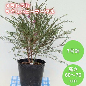 yӂ邳Ɣ[ŁzEJ@^Cnj[}[^ ^ EJ ^Cnj[}[^ A ϗtA n[u A