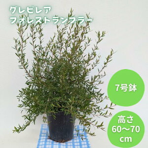 yӂ邳Ɣ[ŁzOrA@tHXgu[ ^ OrA tHXgu[ A ϗtA A