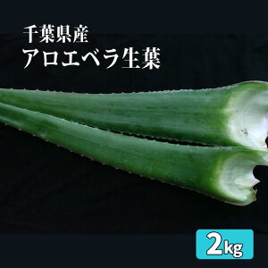 yӂ邳Ɣ[ŁzAGxt2kg ^ IXX hg Ђ IЂ  t