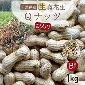 【先行受付・9月中旬より順次発送！】【訳あり】Qナッツ 生落花生 1kg SMAH015／ふるさと納税 落花生 生 生落花生 Qナッツ Qなっつ 訳あり 訳アリ 家庭用 新品種 希少 旬 季節限定 あっさり 香ばしい 甘い 塩ゆで おやつ おつまみ 千葉県 山武市 千葉県産
