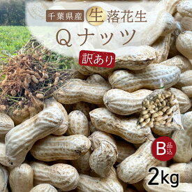 【先行受付・9月中旬より順次発送！】【訳あり】Qナッツ 生落花生 2kg SMAH016／ふるさと納税 落花生 生 生落花生 Qナッツ Qなっつ 訳あり 訳アリ 家庭用 新品種 希少 旬 季節限定 あっさり 香ばしい 甘い 塩ゆで おやつ おつまみ 千葉県 山武市 千葉県産