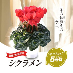 yӂ邳Ɣ[Łzy2025N12{菇IzށEFC VN 5 / VN  j A  Mtg v[g t[Mtg ԃMtg NX}X SMCN001