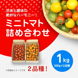 【ふるさと納税】【先行予約】【11月から発送】甘味と酸味の絶妙なハーモニー! ミニトマト 詰め合わせ 1kg（500g×2品種）ふるさと納税 やさい 野菜 とまと トマト ミニトマト 赤 黄 緑 茶色 カラフル 詰め合わせ 千葉県山武市 SMCA003 ※離島（沖縄含む）への配送は不可