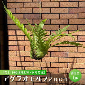 【ふるさと納税】 【先行予約・3月上旬～下旬発送】アグラオモルファ（CGT） SMCY001