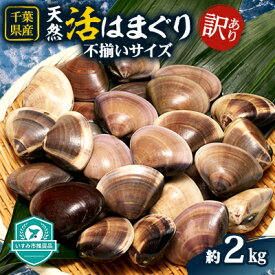 【ふるさと納税】(( 訳あり ))　天然活はまぐり　約2.0kg【配送不可地域：離島・沖縄県】【1472198】