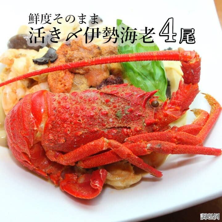 楽天市場 ふるさと納税 伊勢海老 活け締め 4尾 冷凍 伊勢えび 伊勢エビ 味噌汁 鍋 おせち 千葉県いすみ市