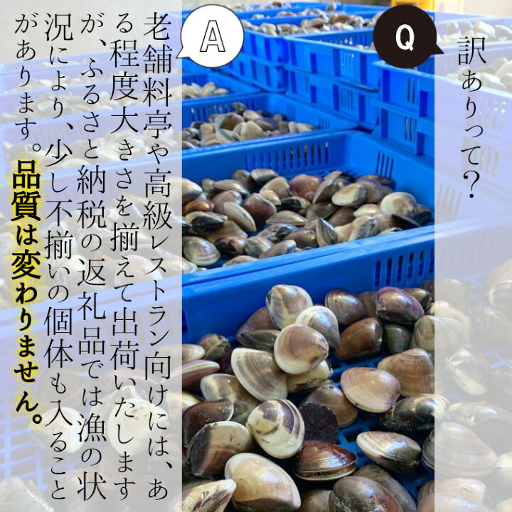 市場 ふるさと納税 千葉県九十九里産 活ハマグリ 1 3kg
