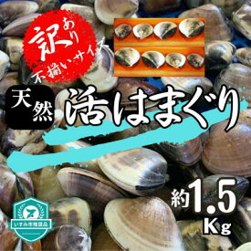 【ふるさと納税】(( 訳あり )) 天然 活はまぐり 約1.5kg _ 蛤 ハマグリ 魚貝 魚介 海鮮 貝 出汁 だし プロ仕様 人気 送料無料 【配送不可地域：離島・沖縄県】【1465117】