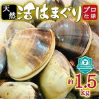  天然 はまぐり 約1.5kg ( 千葉県産 ) _ 蛤 ハマグリ 魚貝 魚介 海鮮 貝 出汁 だし プロ仕様 人気 送料無料 【配送不可地域：離島・沖縄県】【1306034】