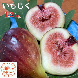 yӂ邳Ɣ[Łzs2025N8`10tih[tBj 1.2kg