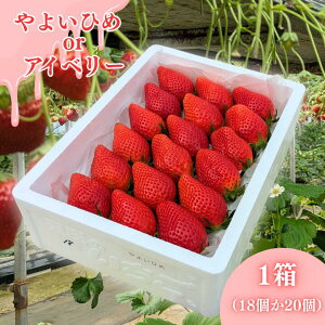 yӂ邳Ɣ[Łz CC_䕉̂@u悢Ђ߁voruACx[v ^   C`S Xgx[ 悢Ђ ACx[ ʕ t[c t  