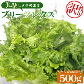 【ふるさと納税】 【訳あり】不揃いのレタスたち（プリーツレタス）500g×1袋 ／ 野菜 緑黄色野菜 βカロテン シャキシャキ 食感 サラダ 送料無料 千葉県 不揃いレタス 野菜 サラダ用 野菜素材 シャキシャキ ふんわり 食感 新鮮 葉物野菜 食卓素材 野菜ストック No.013