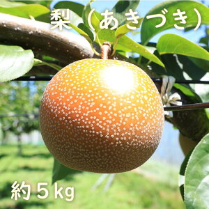 yӂ邳Ɣ[Łzys\ziÂj5kg@2026N@tY@@{