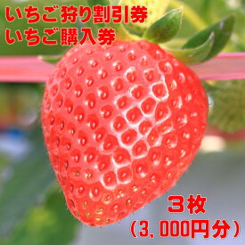 【ふるさと納税】いちご狩り割引券・いちご購入券　3枚（3,000円分）　千葉　一宮　観光