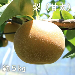 yӂ邳Ɣ[ŁziÑj5kg@2026N@tY@@{