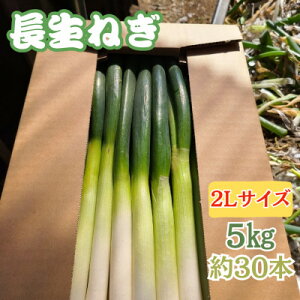 yӂ邳Ɣ[ŁzytYzw˂x2LTCY@5kg(30{)y1580614z