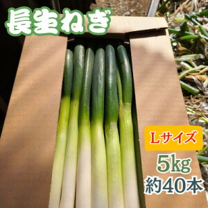 yӂ邳Ɣ[ŁzytYzw˂xLTCY@5kg(40{)y1580616z