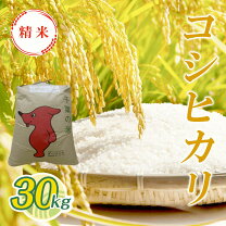 楽天市場】千葉コシヒカリ新米30kg 送料無料の通販