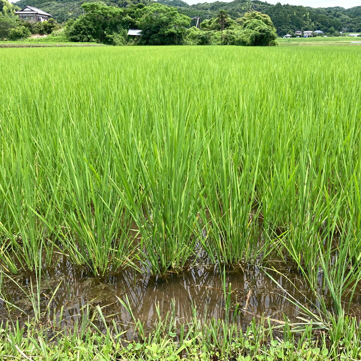 楽天市場】【ふるさと納税】令和7年産 大多喜産コシヒカリ 玄米20kg 