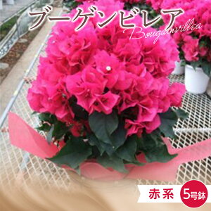 yӂ邳Ɣ[Łz s\Yn u[QrA Ԍn 5i15cmj 2026N4{菇  t[ A LO a j Mtg v[g u[QrA F22
