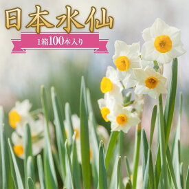 【ふるさと納税】日本水仙（生花）1箱100本入り 花束 ギフト 植物 花 産地直送 千葉県 鋸南町 F22X-112