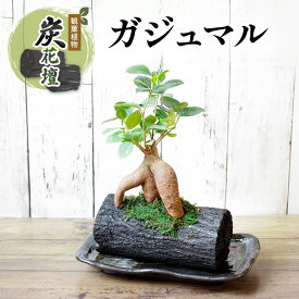 【ふるさと納税】炭花壇 観葉植物（ガジュマル）観葉植物 インテリア おしゃれ プレゼントギフト 贈り物大田区 東京都