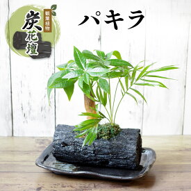 【ふるさと納税】炭花壇 観葉植物（パキラ）観葉植物 インテリア おしゃれ プレゼントギフト 贈り物大田区 東京都