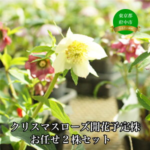 yӂ邳Ɣ[ŁzNX}X[ỸpCIjA@NX}X[YJԗ\芔C2ZbgyԁEԁENX}X[YEt[z