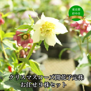 yӂ邳Ɣ[ŁzNX}X[ỸpCIjA@NX}X[YJԗ\芔C9ZbgyԁEԁENX}X[YEt[z