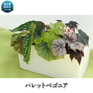 花 ベゴニア 生花の人気商品 通販 価格比較 価格 Com 花 ベゴニア 生花の人気商品 通販 価格比較 価格 Com