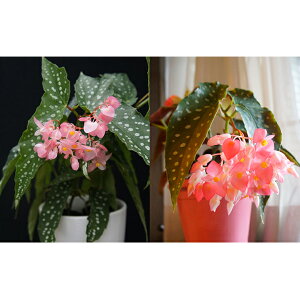 花 ベゴニア 生花の人気商品 通販 価格比較 価格 Com