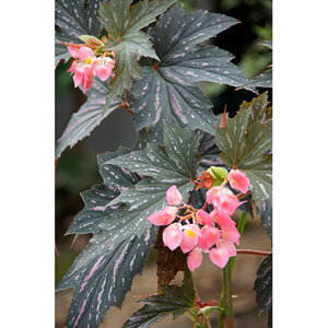 花 ベゴニア 生花の人気商品 通販 価格比較 価格 Com 花 ベゴニア 生花の人気商品 通販 価格比較 価格 Com