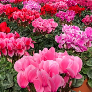 yӂ邳Ɣ[ŁzYn!݂و炿̃VN@5yzsnFkCzy1260140z