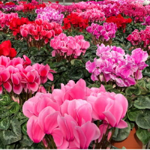 yӂ邳Ɣ[ŁzYn!݂و炿̃VN@6yzsnFkCzy1260141z