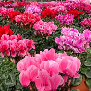 yӂ邳Ɣ[ŁzYn!݂و炿̃VN@7yzsnFkCzy1260142z