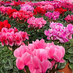 yӂ邳Ɣ[ŁzYn!݂و炿̃VN@8yzsnFkCzy1260143z