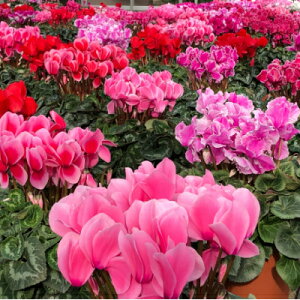 yӂ邳Ɣ[ŁzYn!݂و炿̃VN@62ZbgyzsnFkCzy1260147z