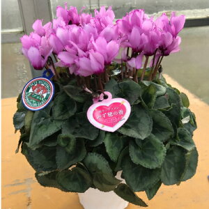 yӂ邳Ɣ[ŁzYn!VN@݂̍`t@[Xgu`@6yzsnFkCzy1260148z