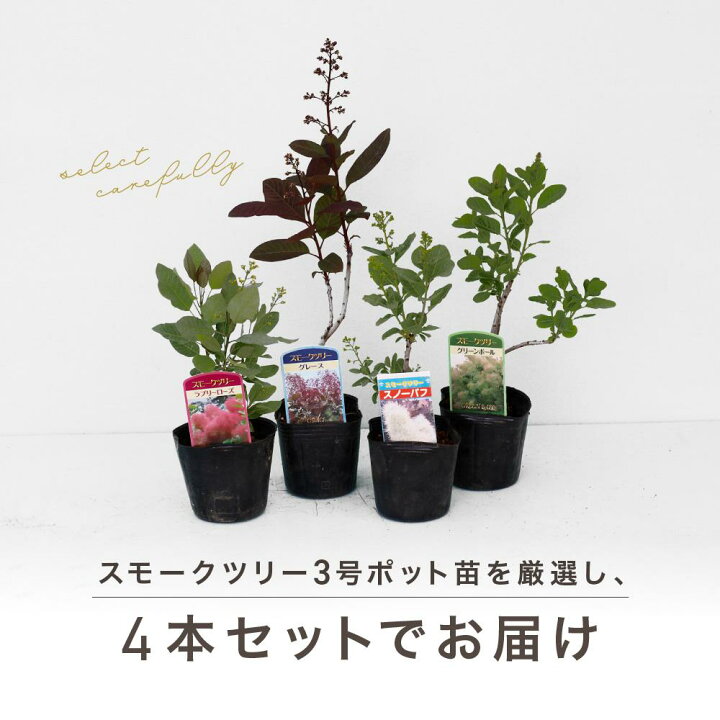 楽天市場】【ふるさと納税】スモークツリー3号ポット苗 4本お 