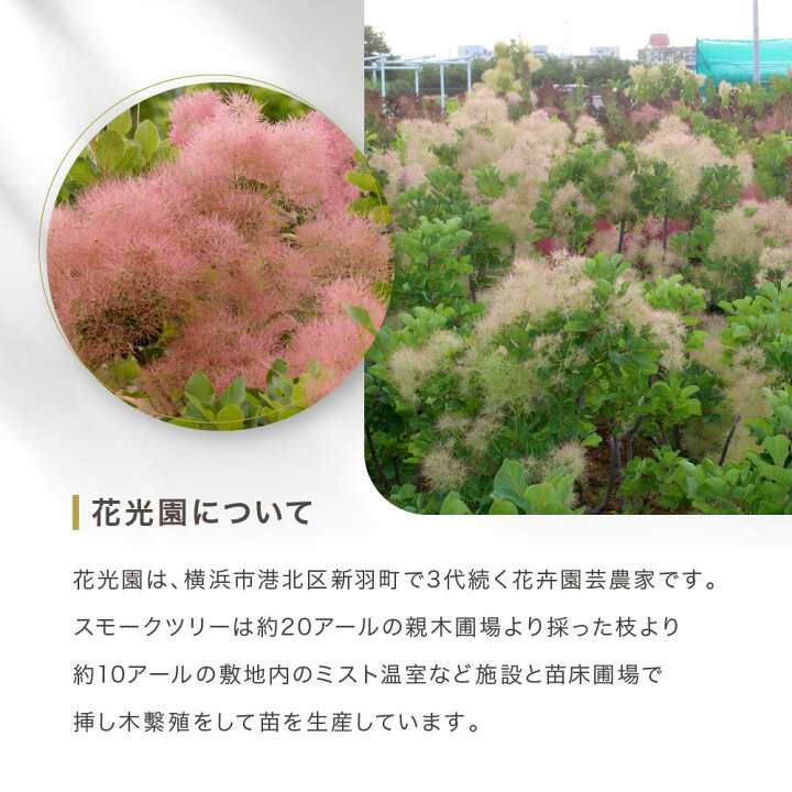 楽天市場】【ふるさと納税】スモークツリー3号ポット苗 4本お 