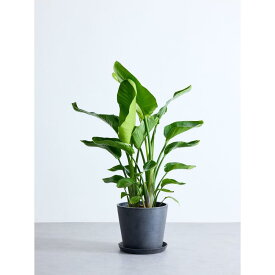 【ふるさと納税】【鉢付き】オーガスタ Lサイズ【鉢のカラーを選択してください】 | 植物 プラント 人気 おすすめ 送料無料