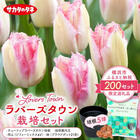 【ふるさと納税】横浜限定チューリップ　ラバーズタウン栽培セット　株式会社サカタのタネ | 花 花の球根 チューリップ チューリップ球根 球根 ガーデニング 植木鉢 秋植え ジフィーミックス プラウドポット 用土 フラワー 植物 プラント