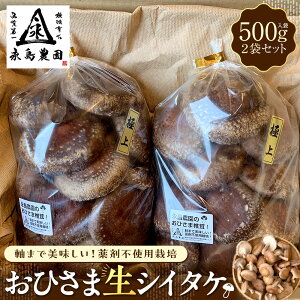 【ふるさと納税】永島農園 おひさま生シイタケ500g入り袋×2袋セット【10月下旬から発送】 | 野菜 やさい 食品 人気 おすすめ 送料無料