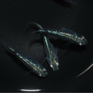 �y�ӂ邳�Ɣ[�Łz�S�W���i���_�J�j1�y�A ���_�J������ ���l�s | ���_�J �W���� �Ϗ܋� �y�b�g ����