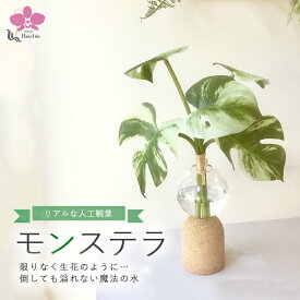 【ふるさと納税】倒してもこぼれないお水 癒しのグリーン「モンステラ」光触媒