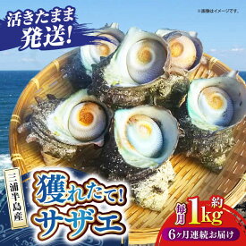 【ふるさと納税】【全6回定期便】サザエ 1kg 6〜10個 三浦半島 三浦半島 さざえ バーベキュー BBQ 直送 つぼ焼き 新鮮 獲れたて 貝 魚貝類 魚介類 魚介 海鮮 海の幸 名産品 特産品 定期【長井水産株式会社】[AKAJ010]