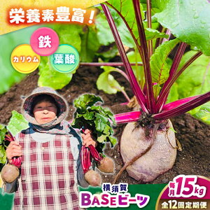 yӂ邳Ɣ[ŁzyS12ցz{BASEr[c 15kgi1kg×15܁jyqt@[zr[c {  с[ qt@[ _ [AKCR016]