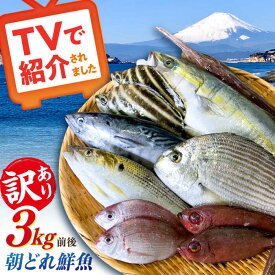 【ふるさと納税】【未利用魚】漁師直送！朝どれ鮮魚おまかせセット 3kg前後 魚 さかな 鮮魚 セット おまかせ 朝どれ 朝獲れ 新鮮 【有限会社勘網】[AKDX002]