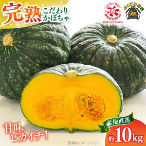 yӂ邳Ɣ[Łzys\zyʌ50Zbgz悱 肩ڂ 10kg  { T_ ̂ꂽ ܂ VN Y {  ڂ J{` Z pvL _